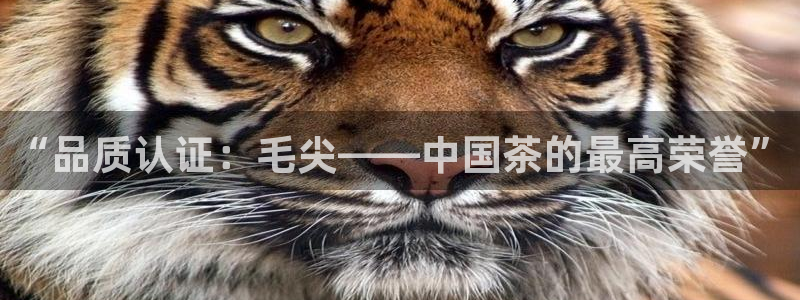 龙八国际手机版官方版app下载