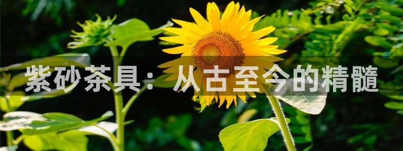 龙八国际体育
