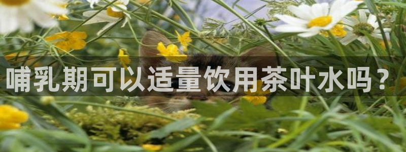 龙八国际