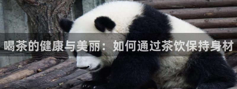 正规龙八国际