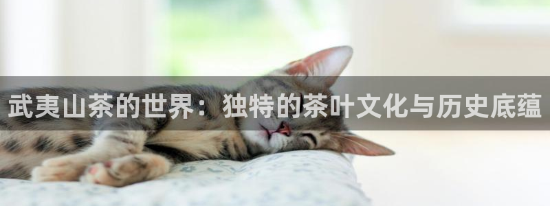 龙八国际官方网站入口