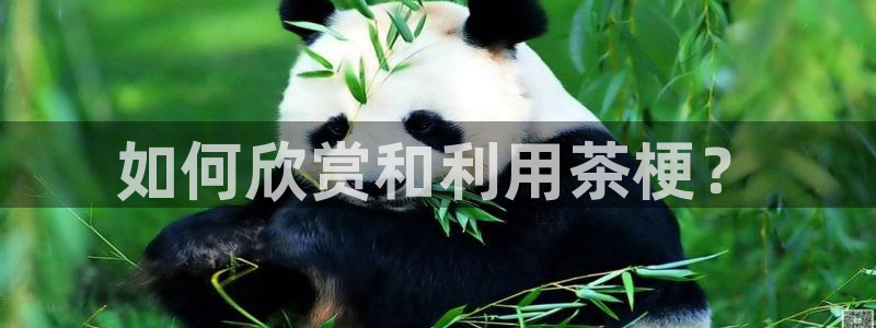 龙八国际可以京东充值吗