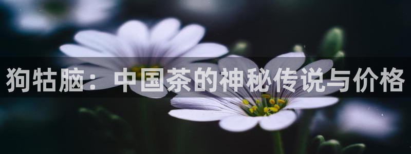 龙八国际网页版