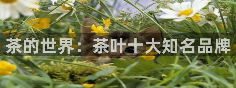 龙八国际娱乐官网手机