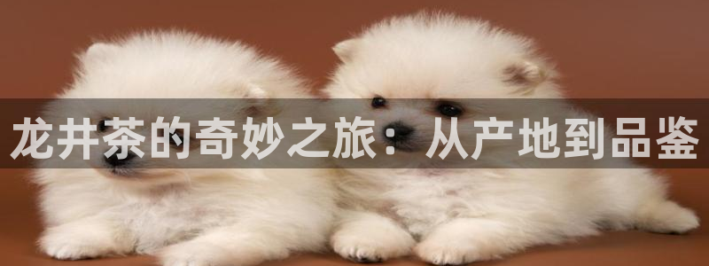 龙八国际苹果版下载