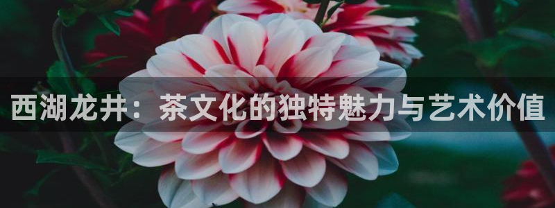 龙八国际电脑版下载