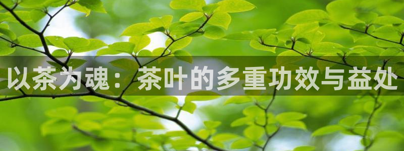 龙八国际手机登录