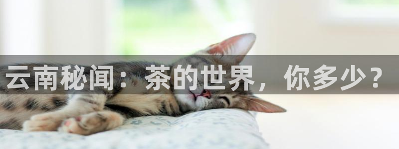 龙八国际官网手机端