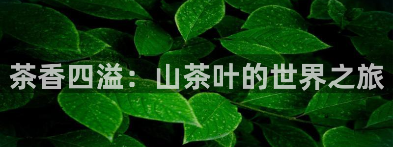 龙八国际手机下载