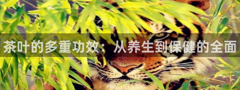 龙八国际游戏登录