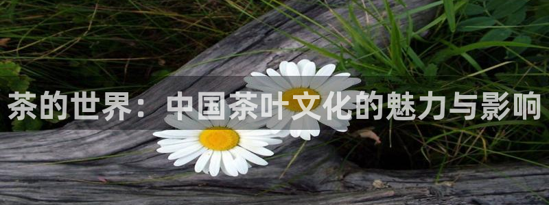 龙八国际视频网站